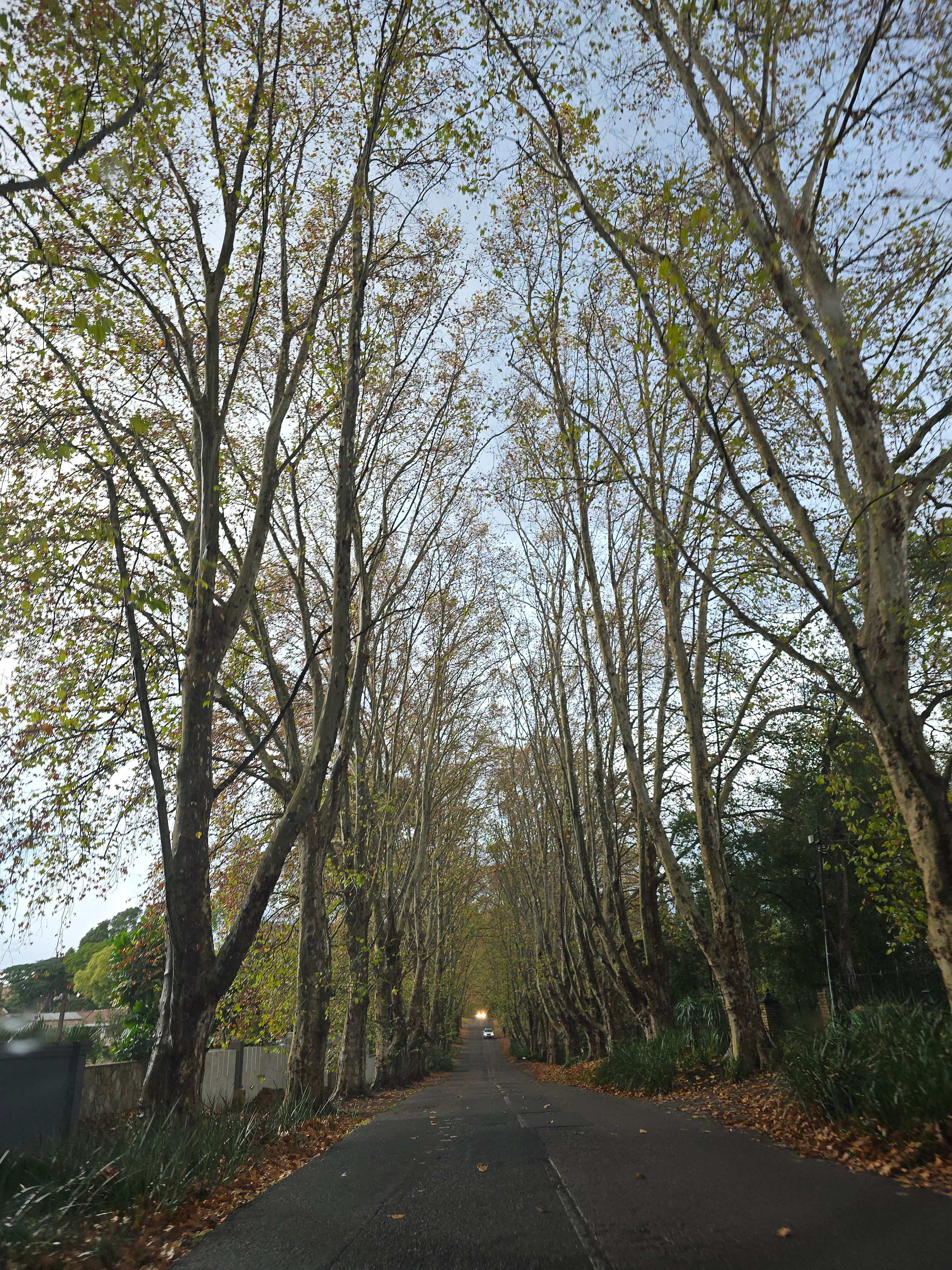 Tree canopy over a Winston Park road